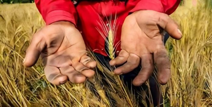 ایران.. مصادر رسمیة : 68٪ من ديون الحكومة للمزارعين غير مدفوعة النظام الإيراني مدين بأكثر من تريليون ريال لمزارعي القمح